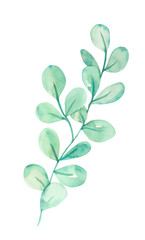 Fototapeta premium Watercolor hand painted botanical spring leaves and branches illustration isolated on white background