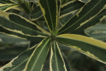 close up of aloe vera