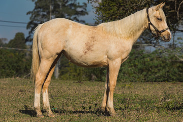 Fototapeta premium Potro Quarto de Milha
