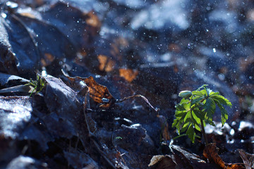 A small bush with green leaves makes its way in spring from under the foliage, frost on the leaves