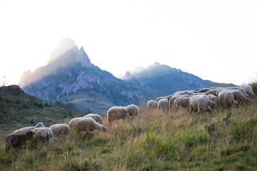 High in the mountains shepherds graze cattle among the panorama of wild forests and fields of the Carpathians.
