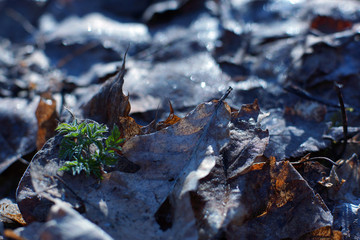 A small bush with green leaves makes its way in spring from under the foliage