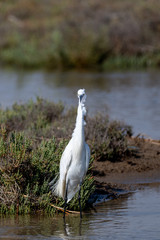 Garza Blanca