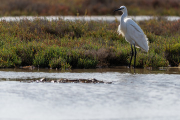 Garza Blanca