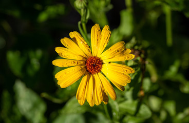 Yellow flower in the sun