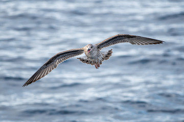Gaviotas en vuelo.