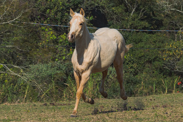 Fototapeta premium Potro Quarto de Milha