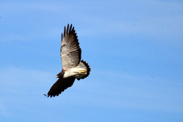 Gavião do Rabo Branco