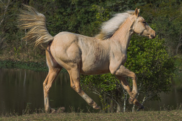 Potro Quarto de Milha