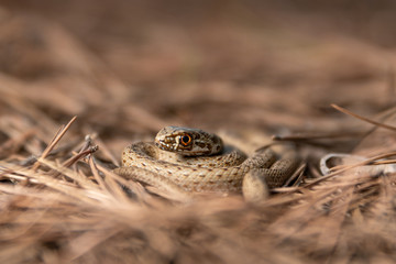La culebra bastarda o de Montpellier (Malpolon monspessulanus)