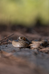 La culebra bastarda o de Montpellier (Malpolon monspessulanus)