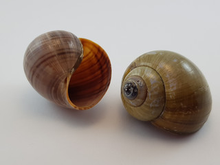 Photograph on white background of seashell or conch Pomacea Urceus of the gasteropod family Ampullariidae