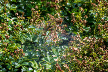 Spinnweben umschlingen einen Heckenrose Busch