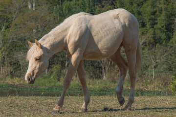 Potro Quarto de Milha