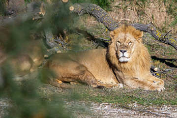 Pareja de leones en Sigean