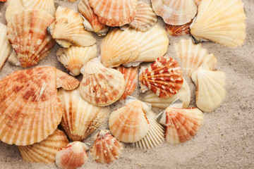 Seashells on the sand, summer beach tropical background travel concept with copy space for text