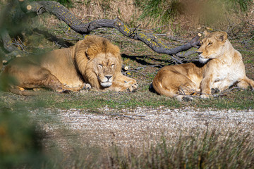 Pareja de leones en Sigean