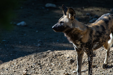 Fototapeta premium Perros Salvajes de africa