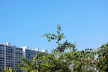 아파트와 나무가지 잎