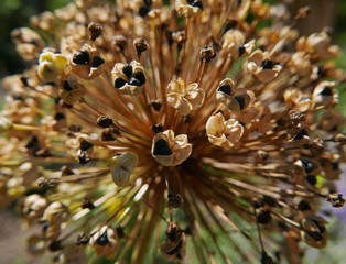 macro di soffione gigante in campagna