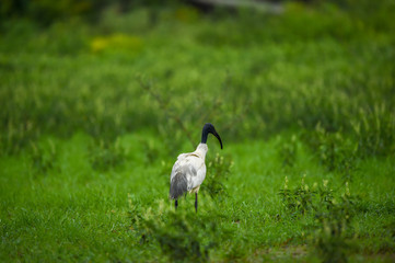 Back View of Black headed ibis or black necked ibis in green background at keoladeo national park or bharatpur bird sanctuary rajasthan india - Threskiornis melanocephalus