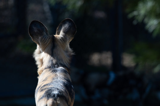 Perros Salvajes De Africa