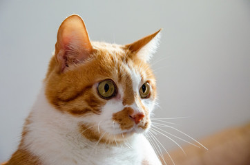 portrait of a ginger/yellow cat face with big eyes