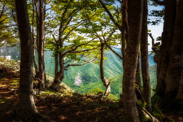 Wood in mountain - Monte Livata, Subiaco