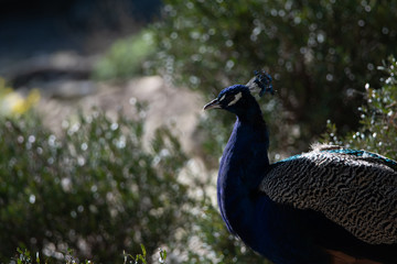 Pavo Real