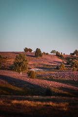 Pruble violet heath plant blooming in summer with sunset contrastful light. L&uuml;neburger Heide, L&uuml;neburg Heath in Lower Saxony, Germany