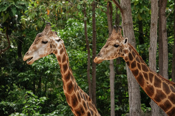 giraffe