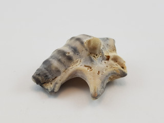 Photograph on white background of seashell or conch Aporrais Senegalensis of the gasteropod family Aporrhaidae