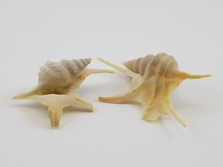 Photograph on white background of seashell or conch Aporrais Pespelicani of the gasteropod family Aporrhaidae