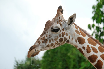 giraffe