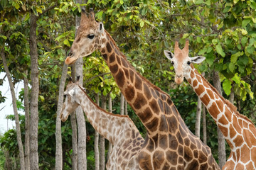 giraffe