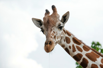 giraffe