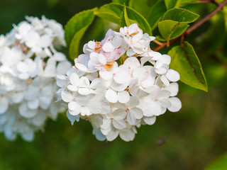 Gros plan sur large panicule de fleur blanc ivoire et rosissante d'hortensia paniculé ou Hydrangea paniculata entourée d'un feuillage vert sur tige rouge