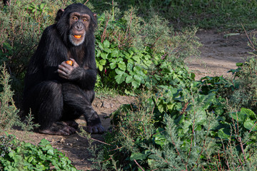 Chimpance comiendo fruta