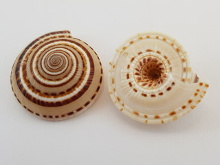 Photograph on white background of seashell or Conch Architectonica Perspective of the Gasteropod family Architectonicidae
