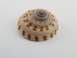 Photograph on white background of seashell or conch Architectonica Taylori of the gastropod family Architectonicidae