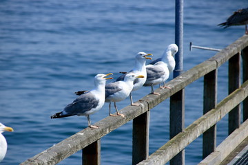Möwen sitzen auf einem Bootssteg in der Reihe
