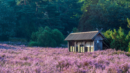 Bienenhaus in der Heide 