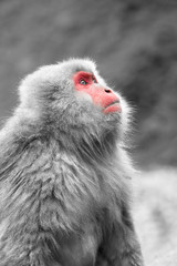 Naklejka premium ニホンザルの自由で楽しい暮らしのポートレート 猿のかわいい姿