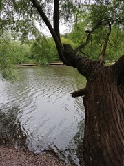 tree on the river