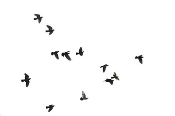 Fototapeta na wymiar Flocks of flying pigeons isolated on white background. Clipping path.