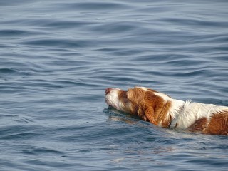 Perro de caza de raza spaniel bretón nadando en el mar
