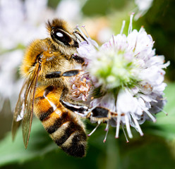 Bee on flower