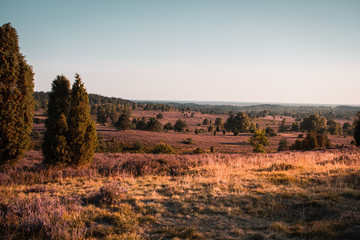 Fototapeta premium Colorful nature meadow landscape with sunset glow and blooming heath plants and illuminated grass in th sunlight. Heath countryside nature in summer