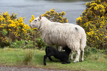 Sheep with black lamb in the Scottish Highlands