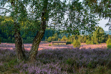 Bienenhaus in einer Heidelandschaft 